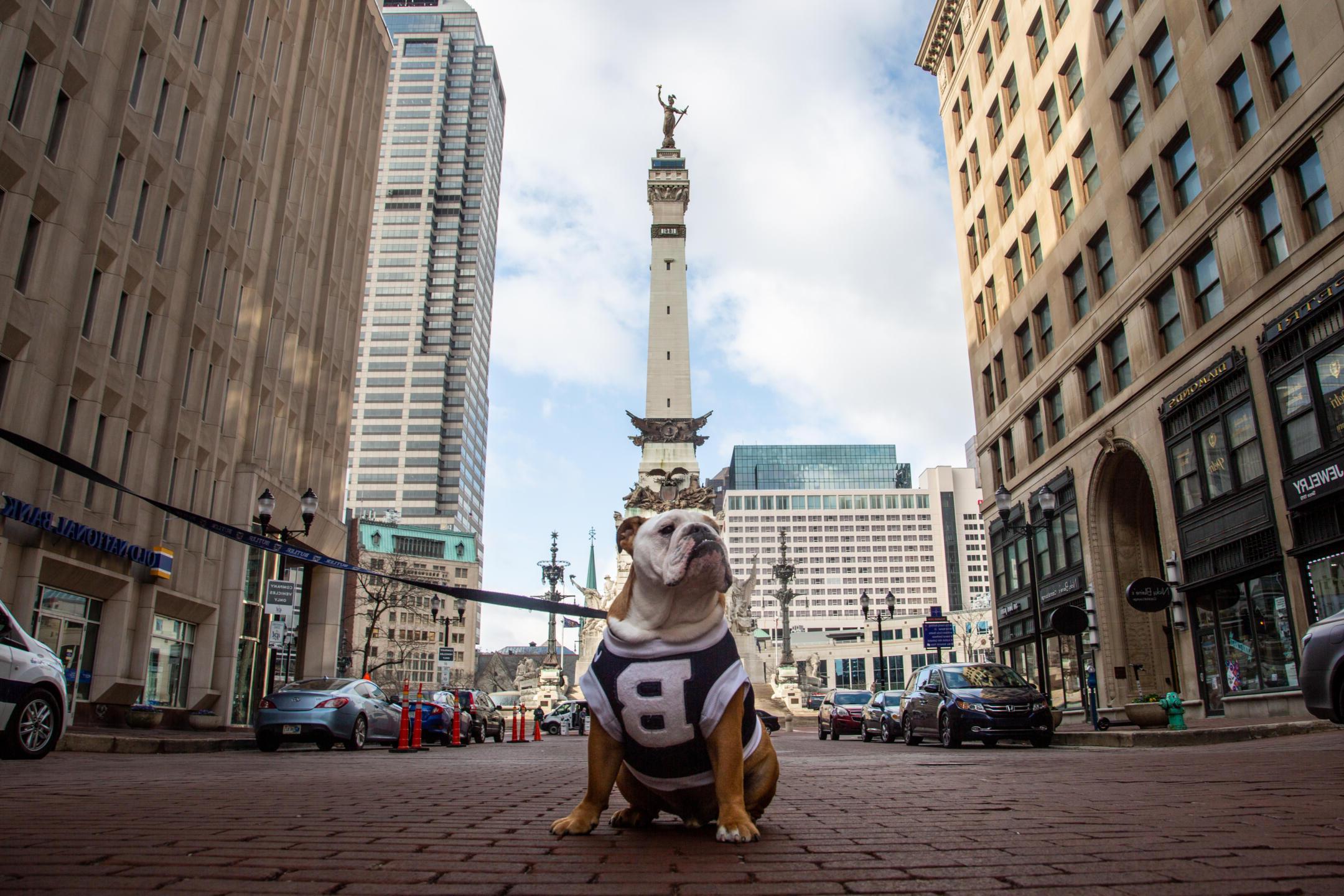 皇冠投注 blue posing in downtown Indy